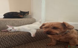Devon Rex cats for sale: Luna  - Image 8