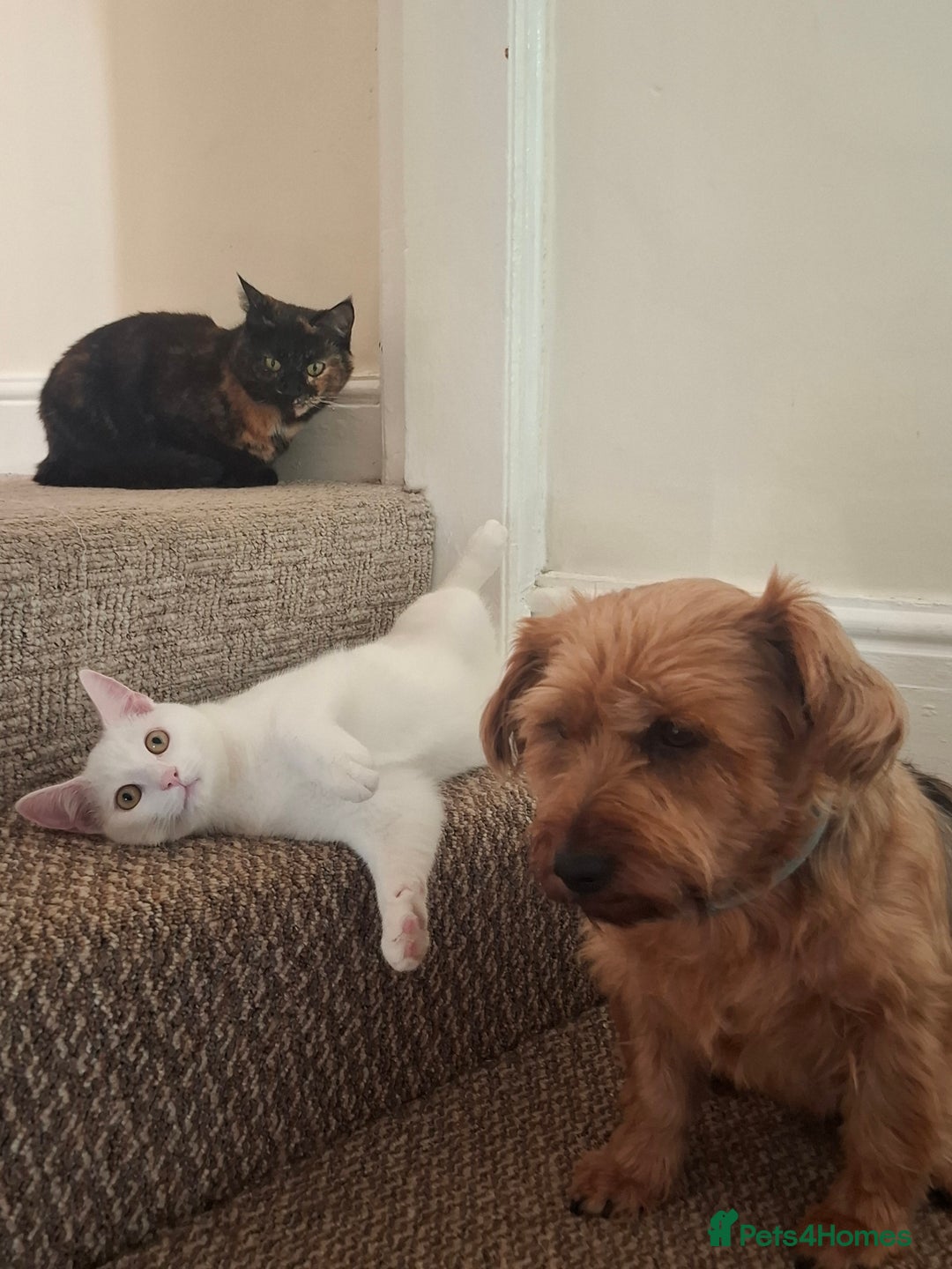 Devon Rex cats for sale: Luna  - Image 8