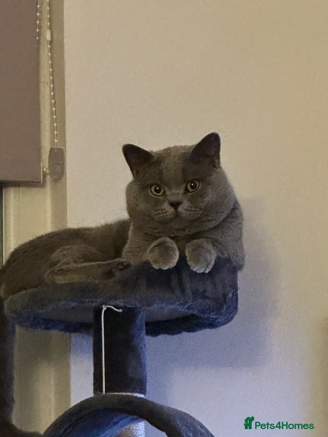 British Shorthair cats for stud: GCCF reg blue British Shorthair for stud - Advert 4