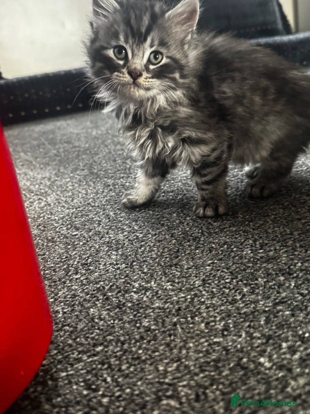 British Longhair cats for sale: Kittens - Advert 19