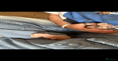 Sphynx cats - Advert 3