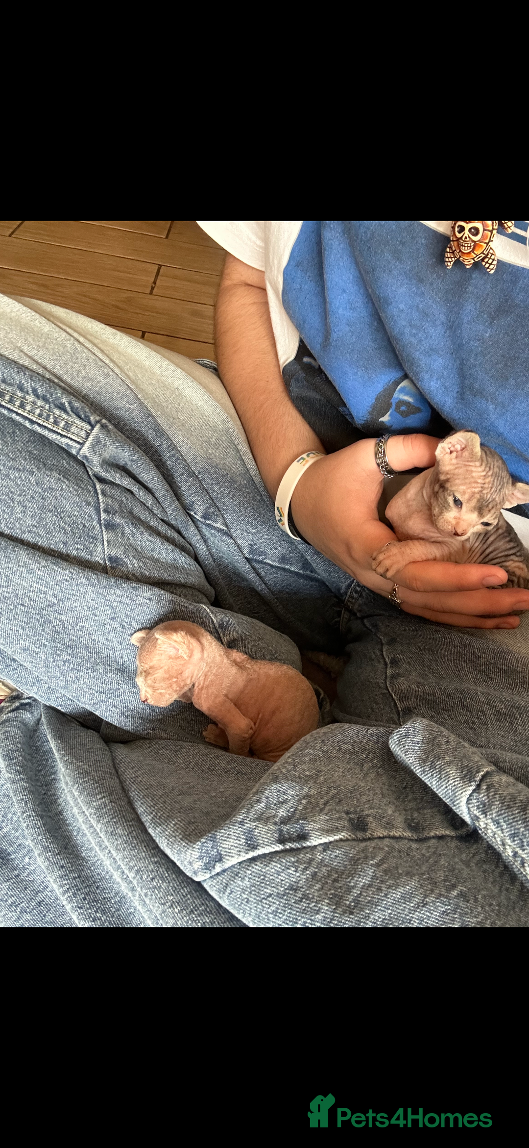Sphynx cats for sale: Boy and girl syphnx  - Image 2