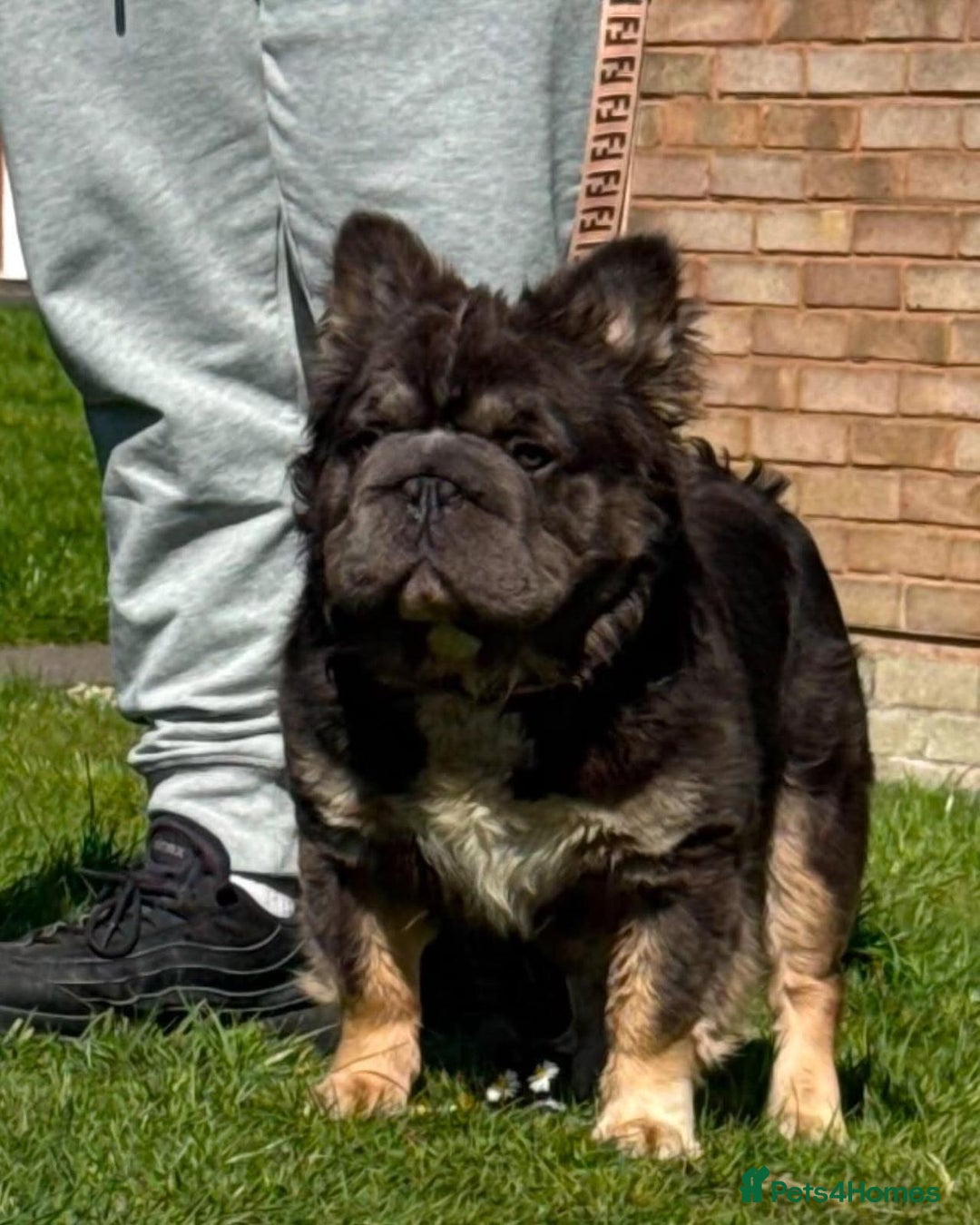 French Bulldog dogs for sale: French bulldog 2 males.One full pink,one blue tan - Advert 17