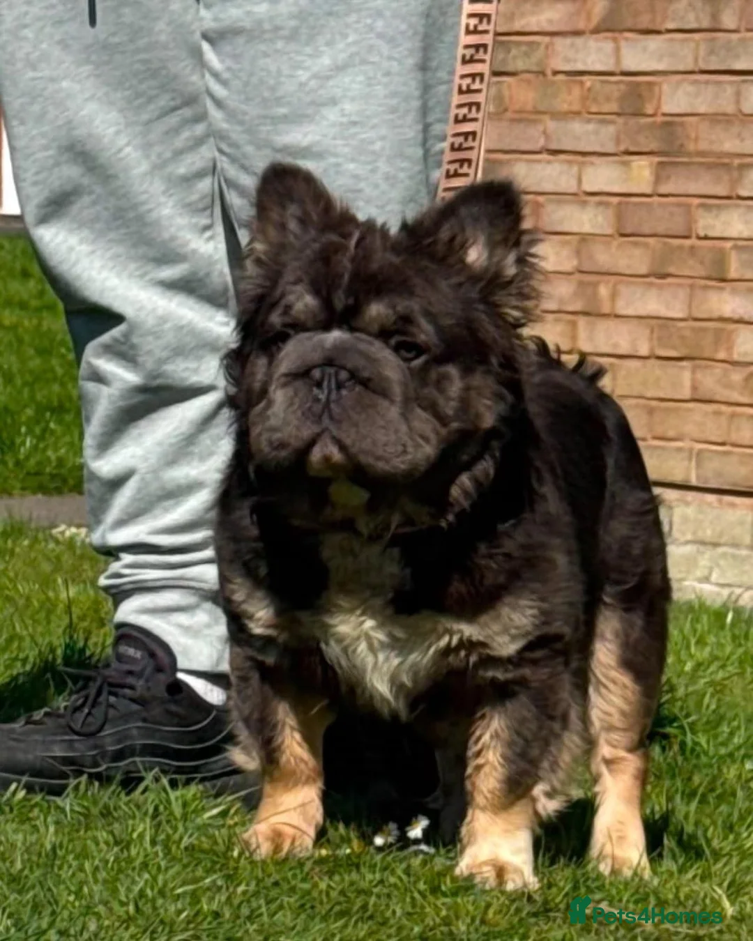 French Bulldog dogs for sale: French bulldog full pink, blue tan pink carrier  - Advert 8