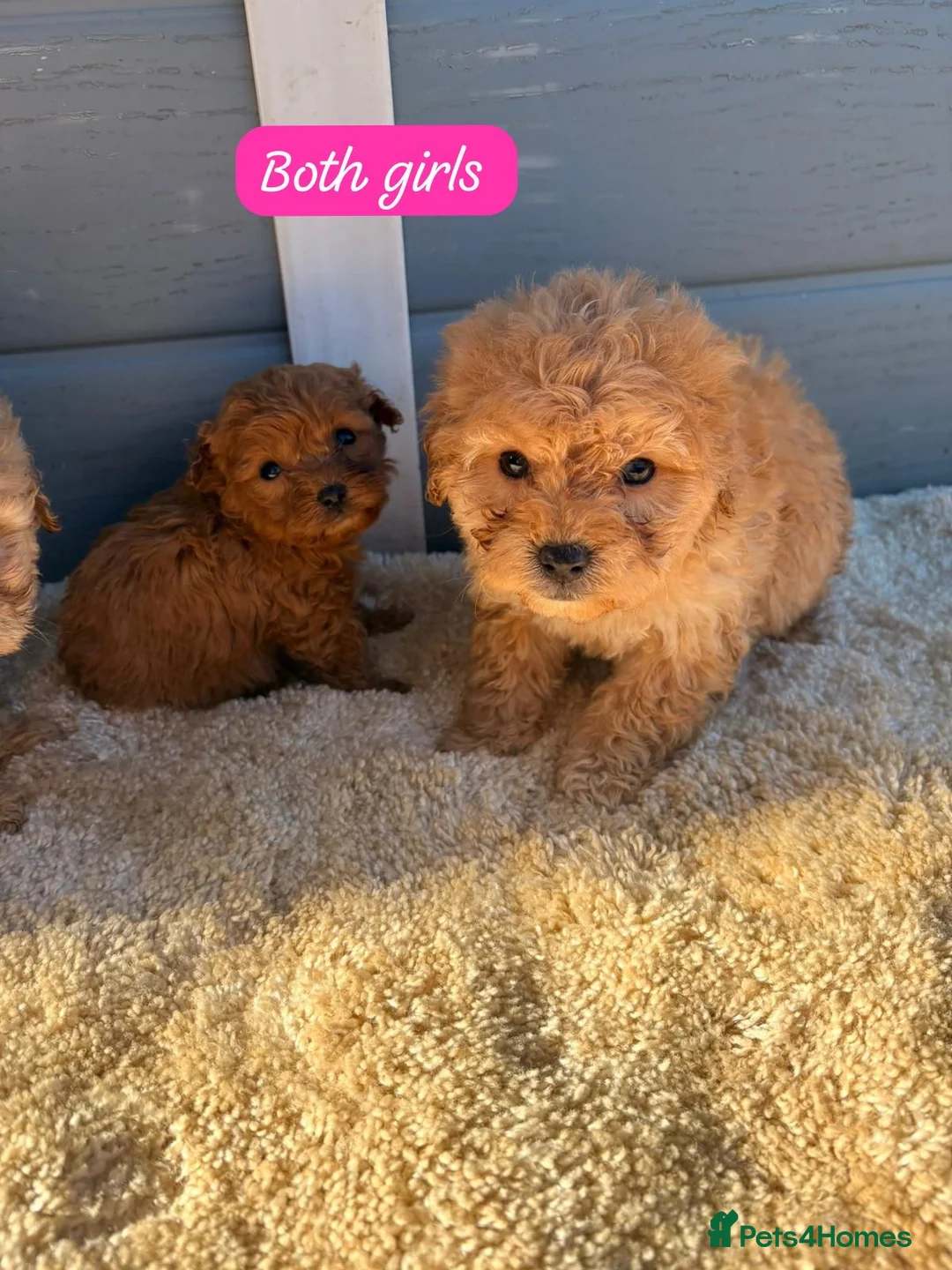 Cockapoo dogs for sale: Cocker poos - Advert 5