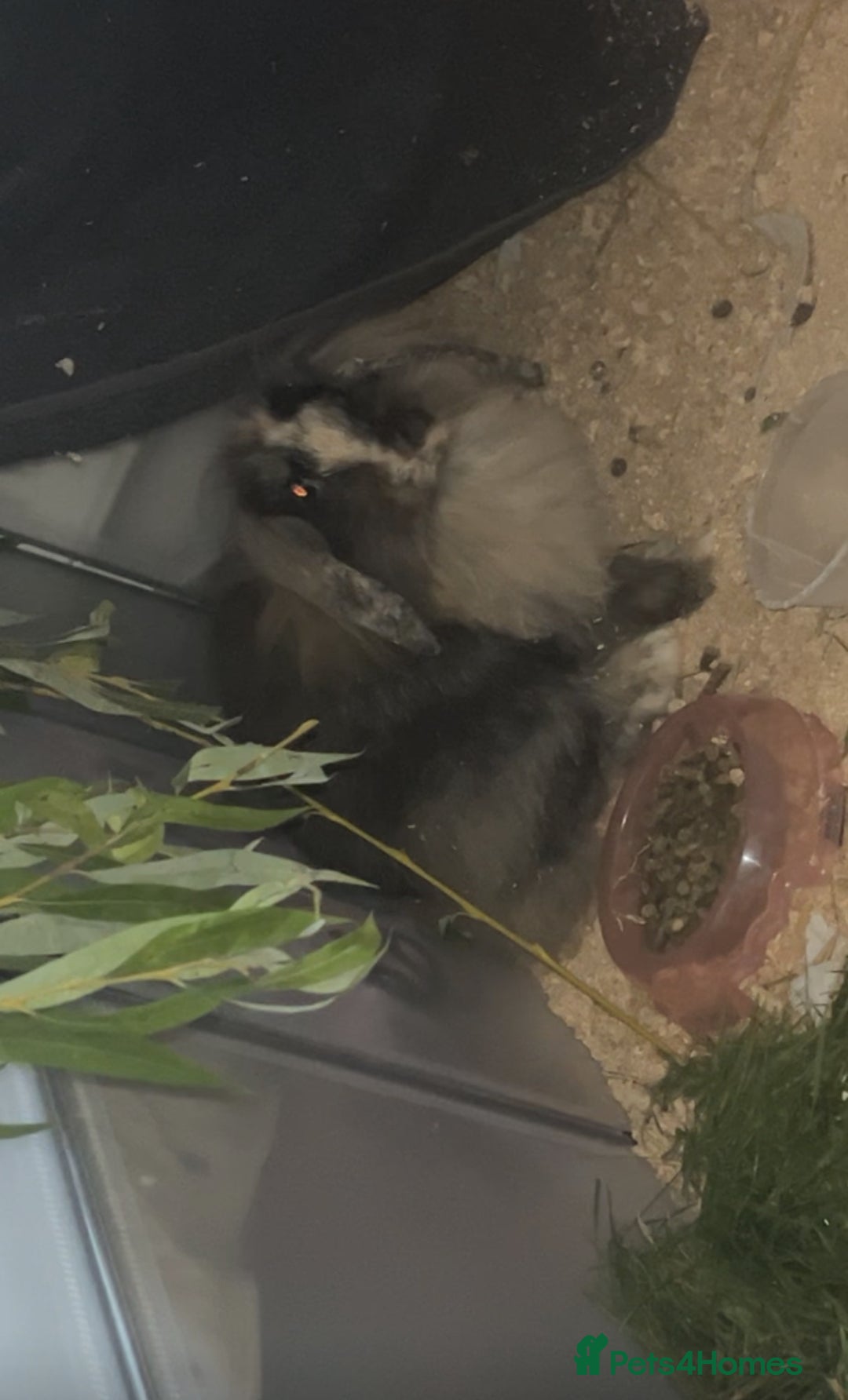 Mini Lion Lop rabbits for sale: Mini loin head lop  - Image 3
