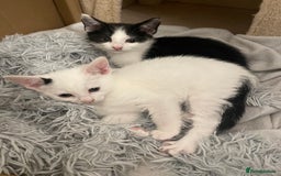 Mixed Breed cats for sale: 2 beautiful mixed European female kittens  - Image 2