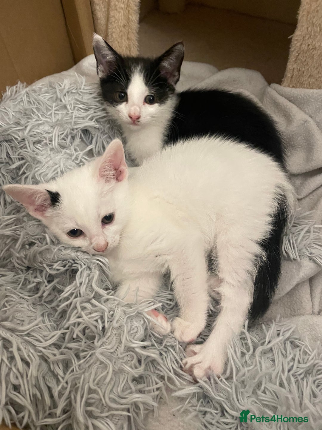 Mixed Breed cats for sale: 2 beautiful mixed European female kittens  - Image 2