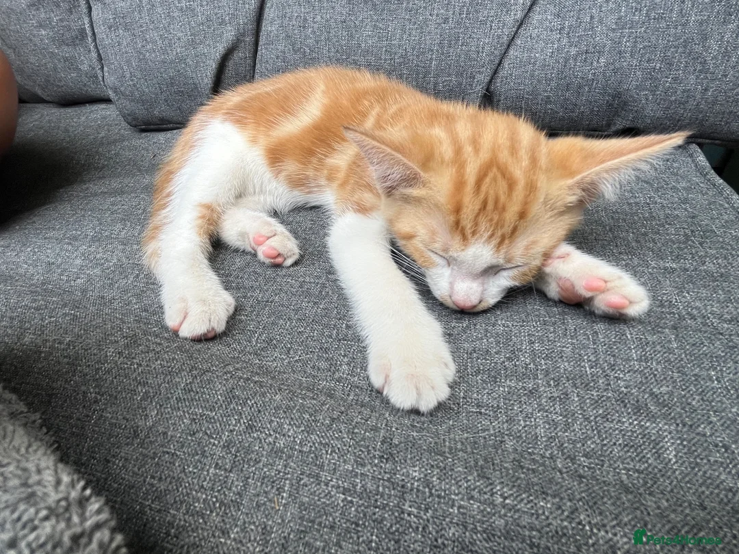 Mixed Breed cats for sale: White and ginger kittens  - Advert 6
