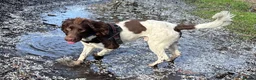English Springer Spaniel dogs for stud: English Springer Spaniel. - Advert 7