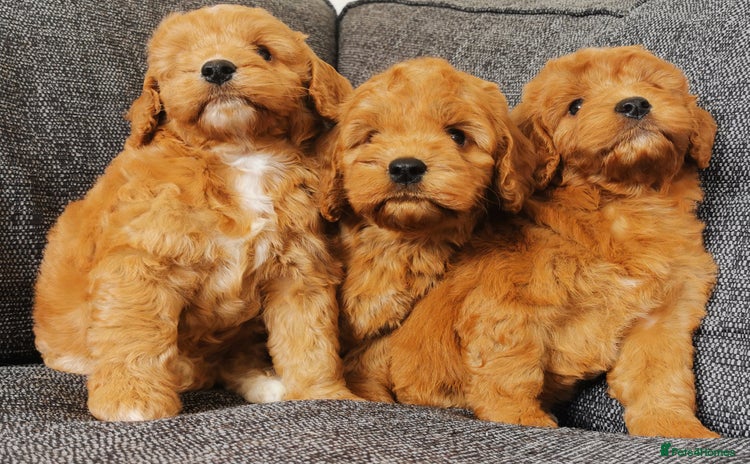 Cockapoo dogs - Advert 16