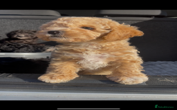 Miniature Poodle dogs for stud: Ozzie for stud only  - Image 16