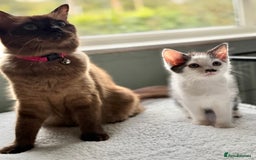 Ragdoll cats for sale: Ready Now Ragdoll x British Shorthair kittens  - Image 2