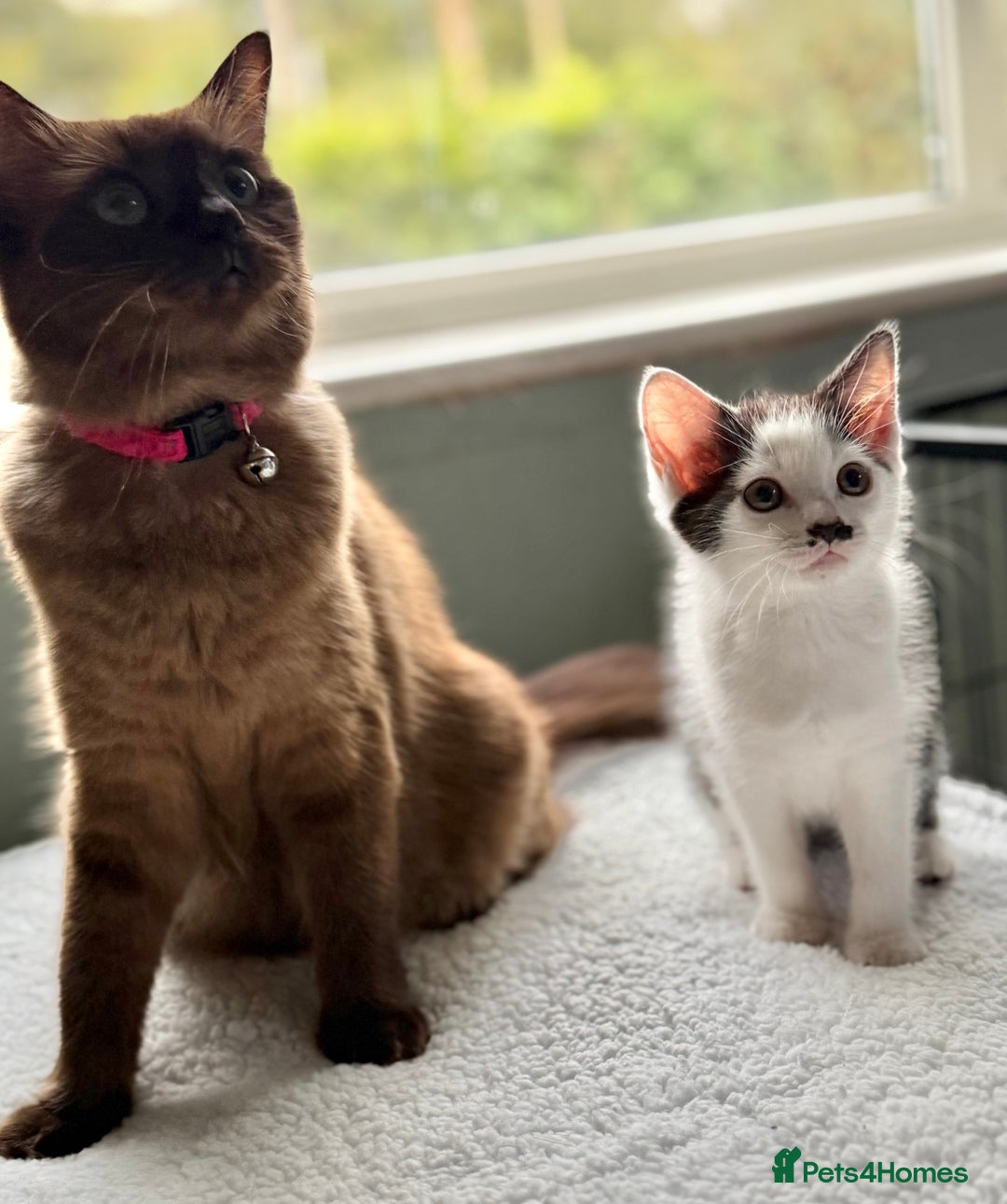 Ragdoll cats for sale: Ready Now Ragdoll x British Shorthair kittens  - Image 2