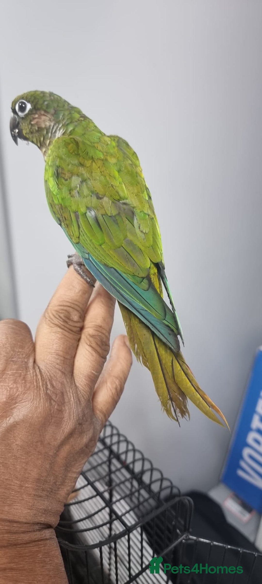 Conures birds for sale: tame green chick conure  - Image 5