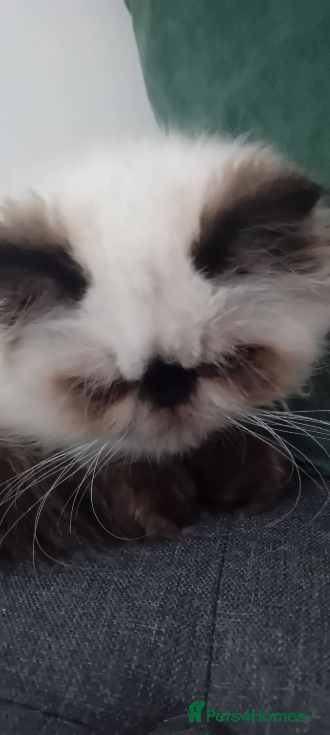 Persian cats for sale: Stunning colourpoint persian kitten - Advert 1