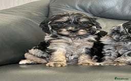 Cockapoo dogs for sale: Beautiful F1 Cockapoo puppies  - Image 12