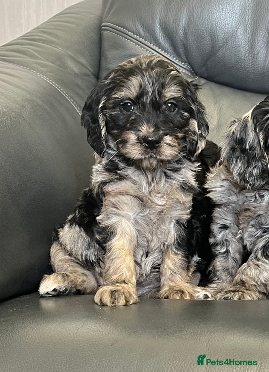 Cockapoo dogs for sale: Beautiful F1 Cockapoo puppies  - Image 12