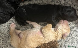 Bernedoodle dogs for sale: Bernedoodle x Labradoodle  - Image 15