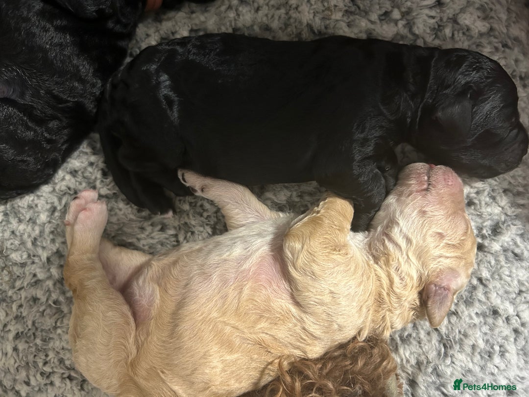 Bernedoodle dogs for sale: Bernedoodle x Labradoodle  - Image 15