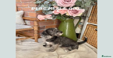 Mixed Breed dogs in Rhayader - Advert 2