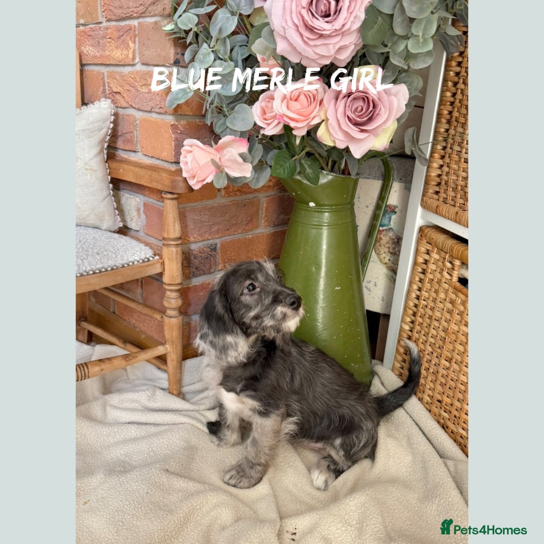 Mixed Breed dogs for sale: ☀️PERFECT POOGLES (beagleXminiature poodle)☀️ in Rhayader - Image 4