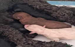 Toy Poodle dogs for sale: Toy poodle babies - Advert 4