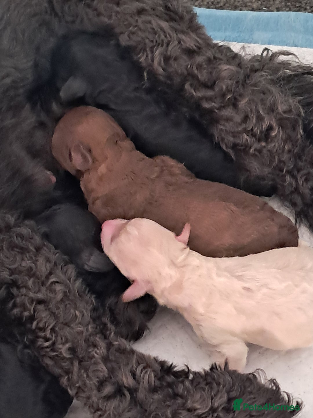 Toy Poodle dogs for sale: Toy poodle babies - Advert 4