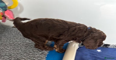Cockapoo dogs - Advert 4