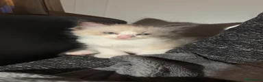 Ragcoon 3