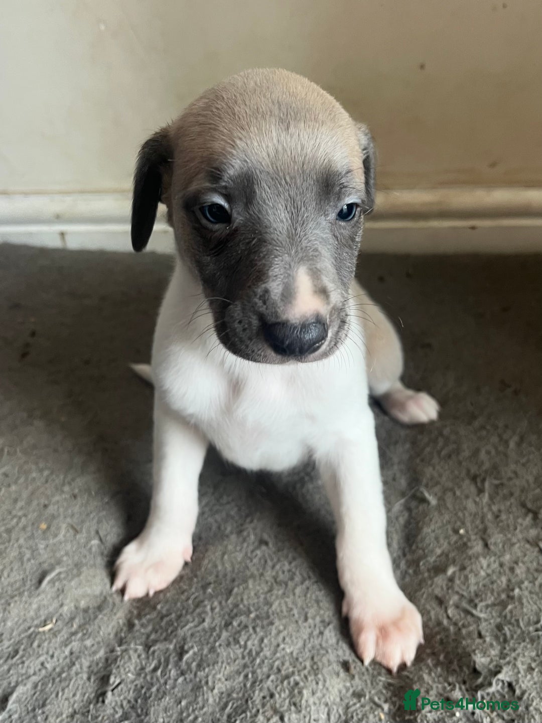 Whippet dogs for sale: Stunning blue bred whippet pups - Image 6