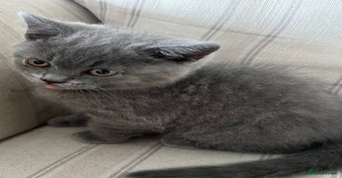 British Shorthair cats - Advert 2