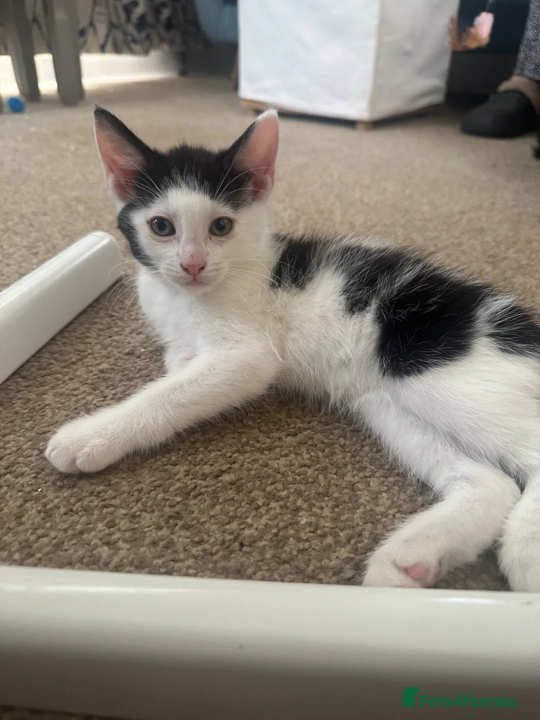 Mixed Breed cats for sale: Kittens for Sale - Advert 2
