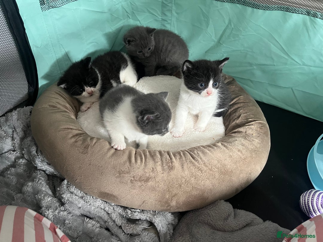 British Shorthair cats for sale: 3 British shorthair kittens  - Image 13