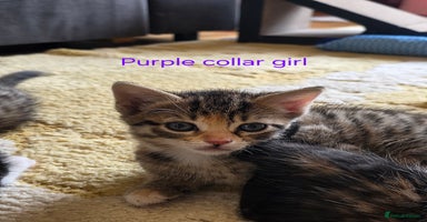 Domestic Shorthair cats - Advert 6