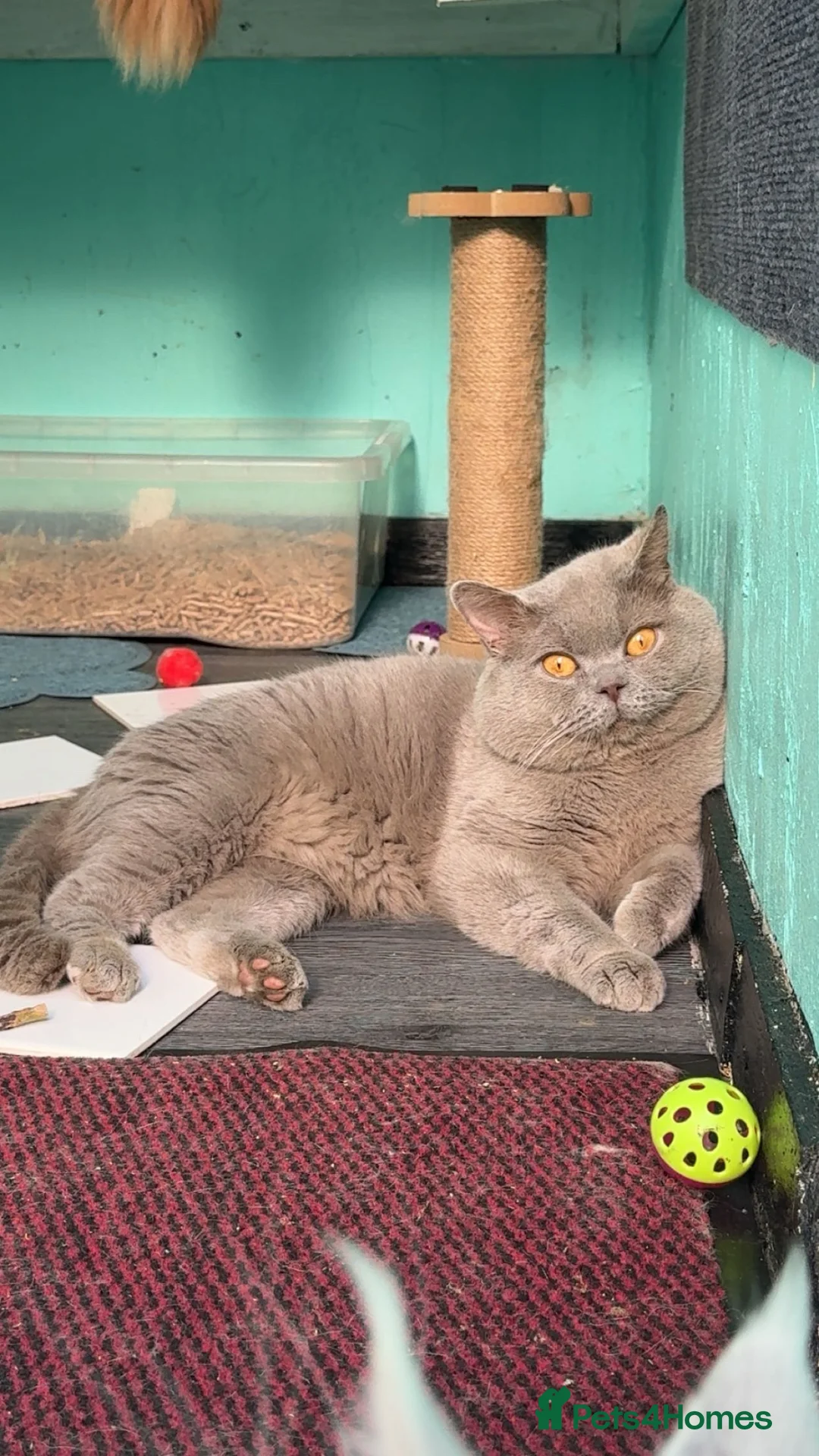 British Shorthair cats for sale: Active registered Lilac BSH - Advert 5