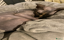Sphynx cats for sale: Beautiful sphynx👑 - Image 3