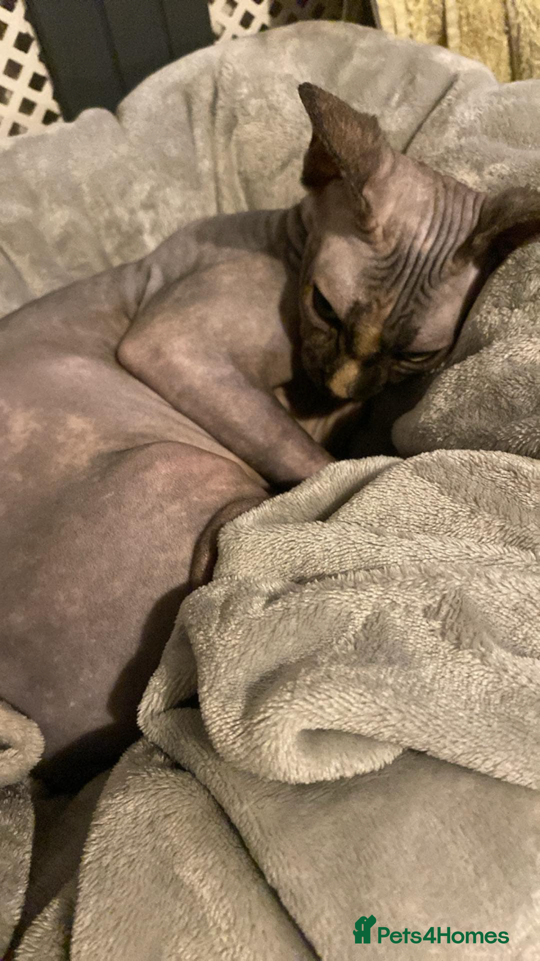 Sphynx cats for sale: Beautiful sphynx👑 - Image 3