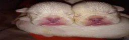French Bulldog dogs for sale: Beautiful French Bulldog Babies in Darlington - Advert 8