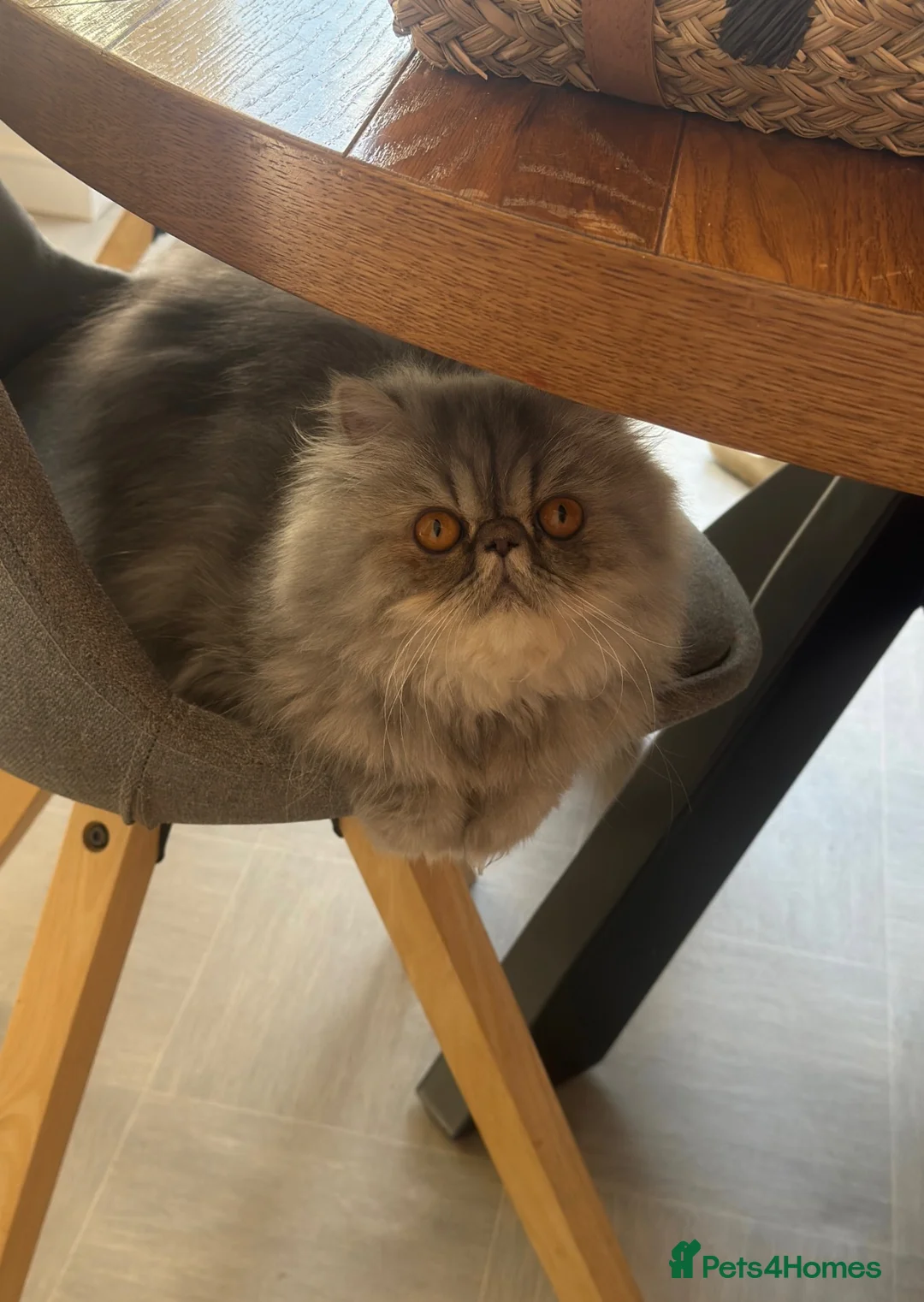Persian cats for sale: Female Persian silver  - Advert 2