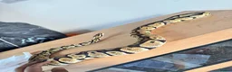 Python Snake reptiles for sale: Royal ball python  - Advert 3