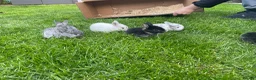 Mini Lop rabbits for sale: Mini lop Baby bunnies  - Advert 4