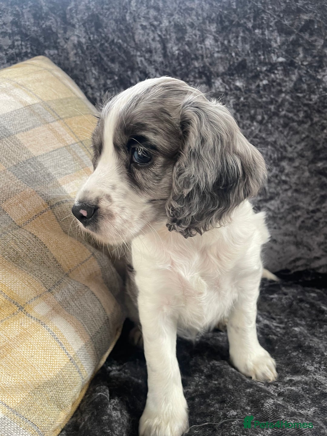 Cocker Spaniel dogs for sale: 1 Merle girl colored cocker spaniel   - Advert 1