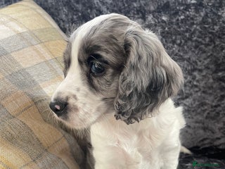 Cocker Spaniel dogs 1 Merle girl colored cocker spaniel - Advert 4