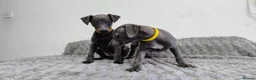 Whippet dogs for sale: (Solid) Blue Whippet KC Registered Puppies - Advert 4