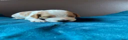 Cocker Spaniel dogs for sale: Beautiful Cockerspaniel Puppies For Sale - Advert 14