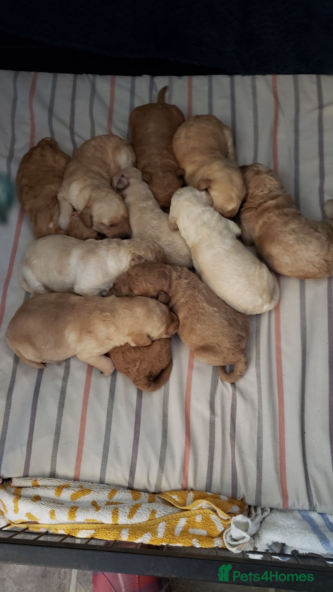 Labradoodle dogs for sale: Labradoodle puppies - Image 3