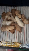 Labradoodle dogs - Advert 3