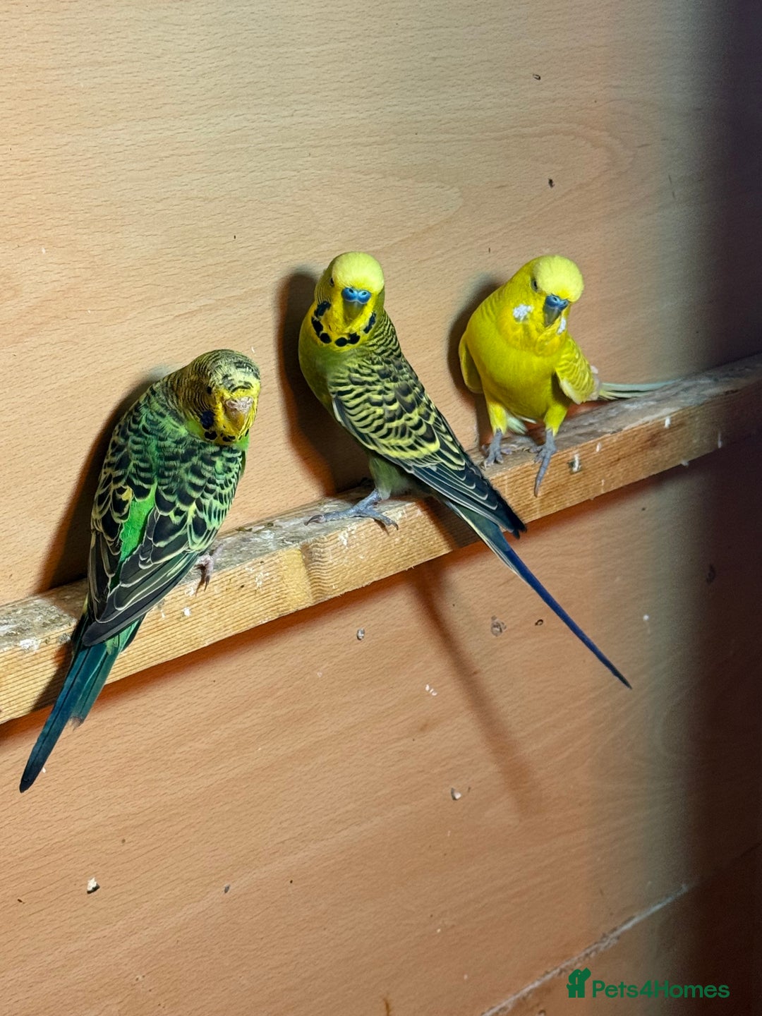 Budgerigars birds for sale: Budgies  - Image 5