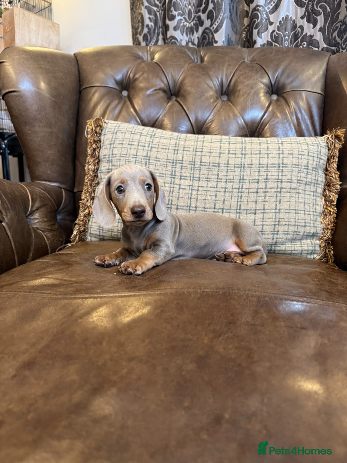Dachshund dogs for sale: Miniature Dachshund Puppies  - Advert 1
